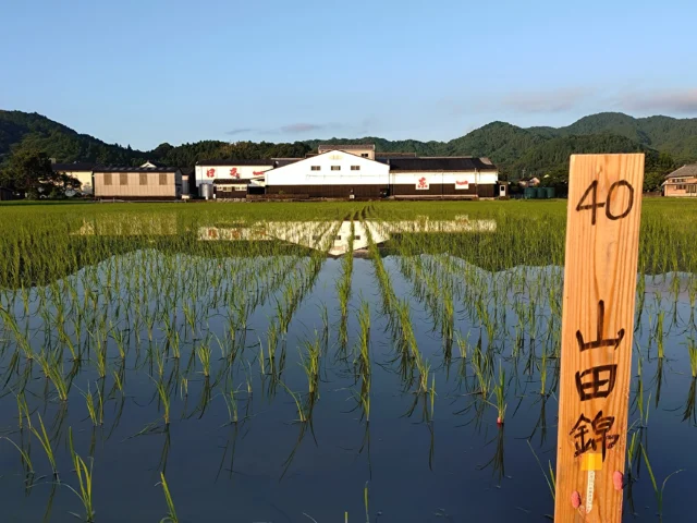 TOP-English - 五町田酒造 東一 （Azumaichi）